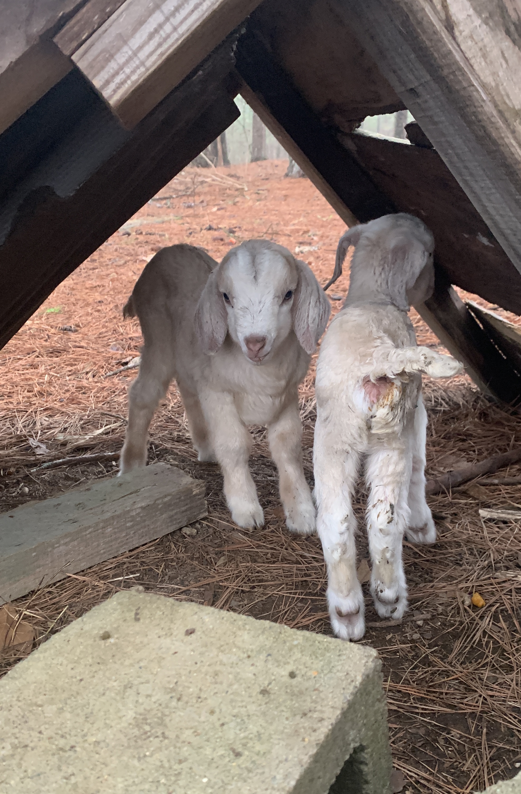 Baby Goats